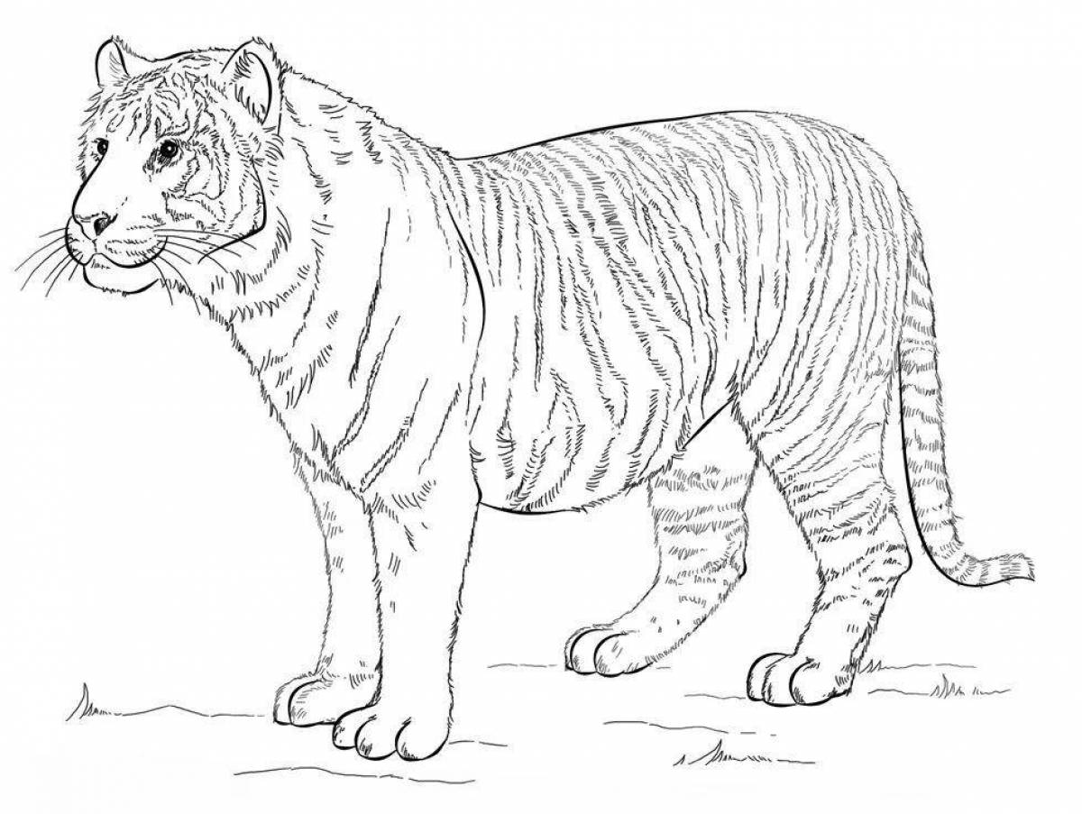 Amur tiger coloring book with rich red book