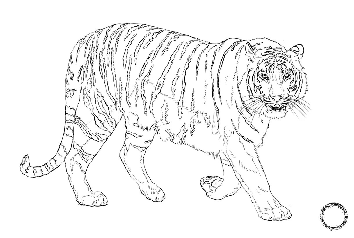 Ярко оформленная страница раскраски «амурский тигр из красной книги»