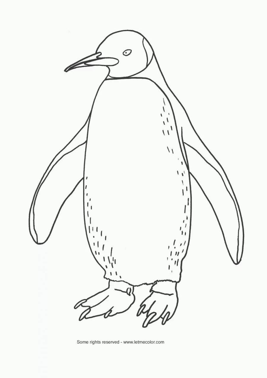 Белый Пингвин раскраска