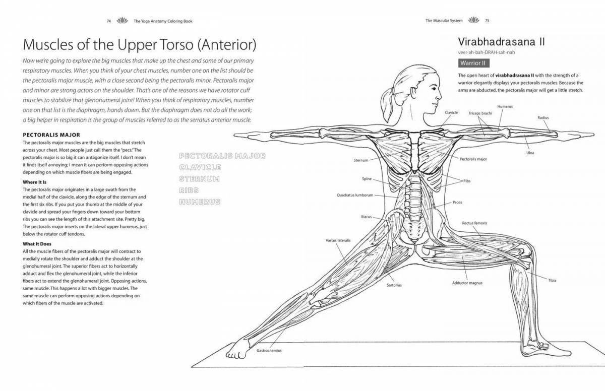Fascinating coloring book yoga anatomy atlas