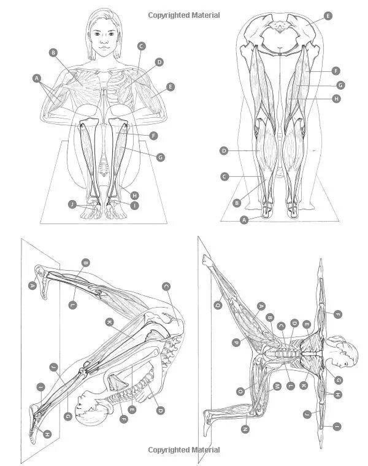 Иллюминирующая раскраска атлас анатомии йоги