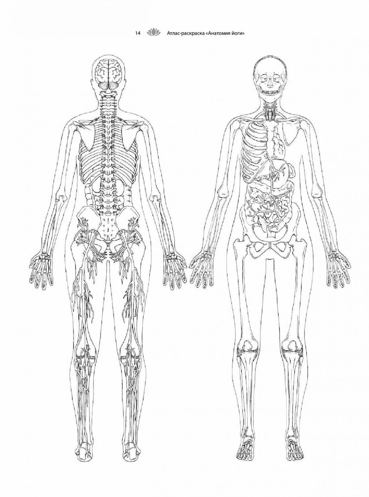 Просветительская раскраска атлас анатомии йоги