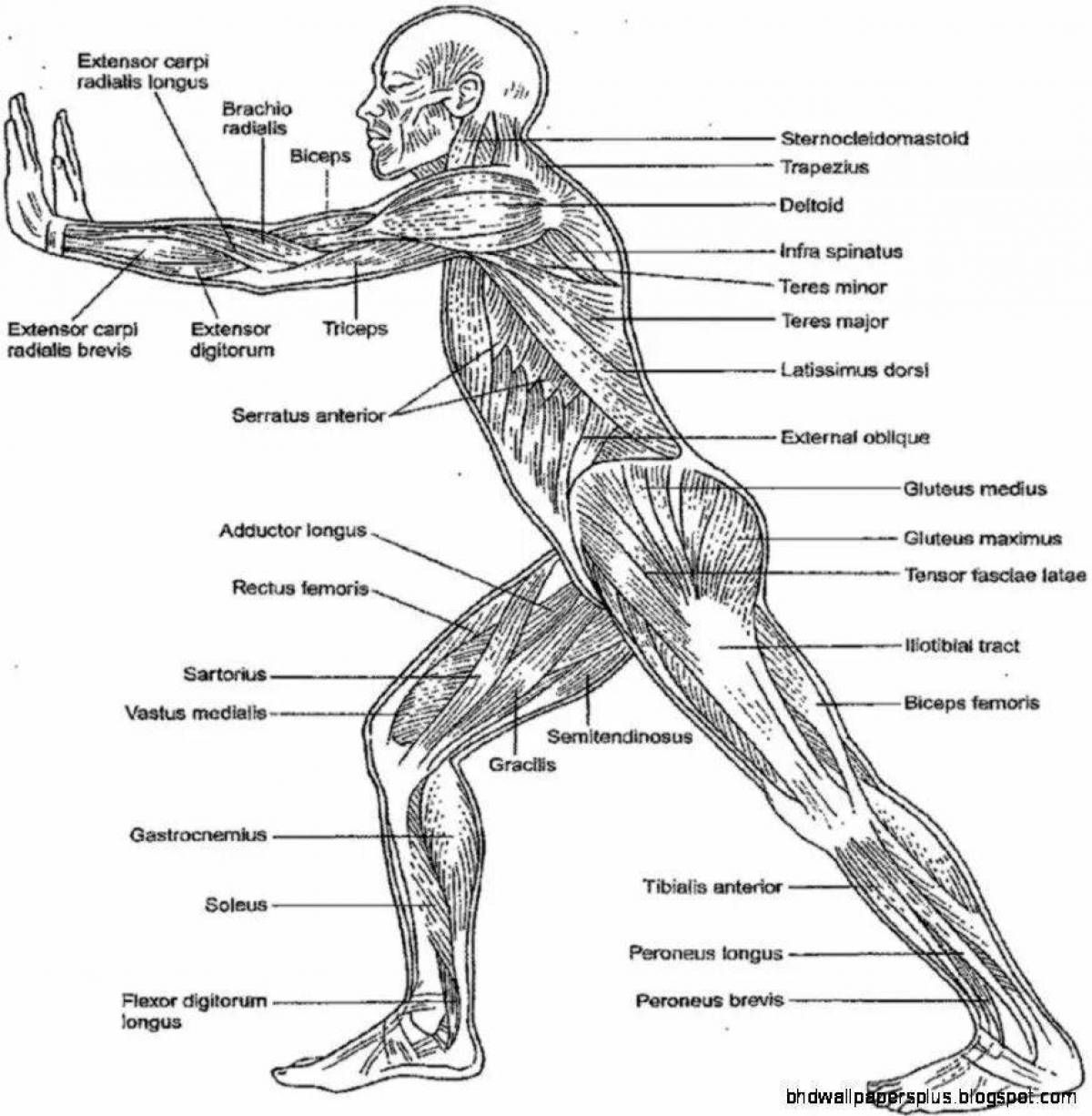 Detailed coloring book atlas of yoga anatomy