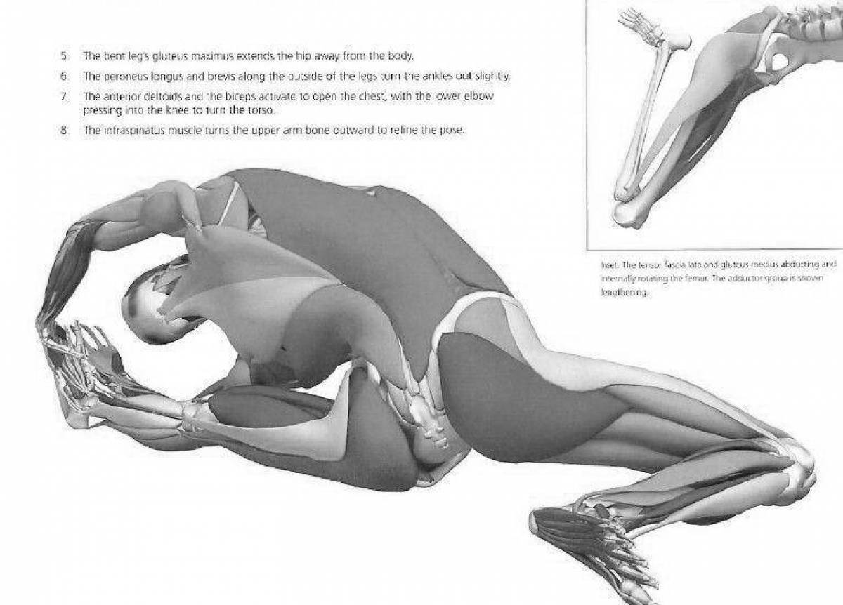 Complex coloring atlas of yoga anatomy