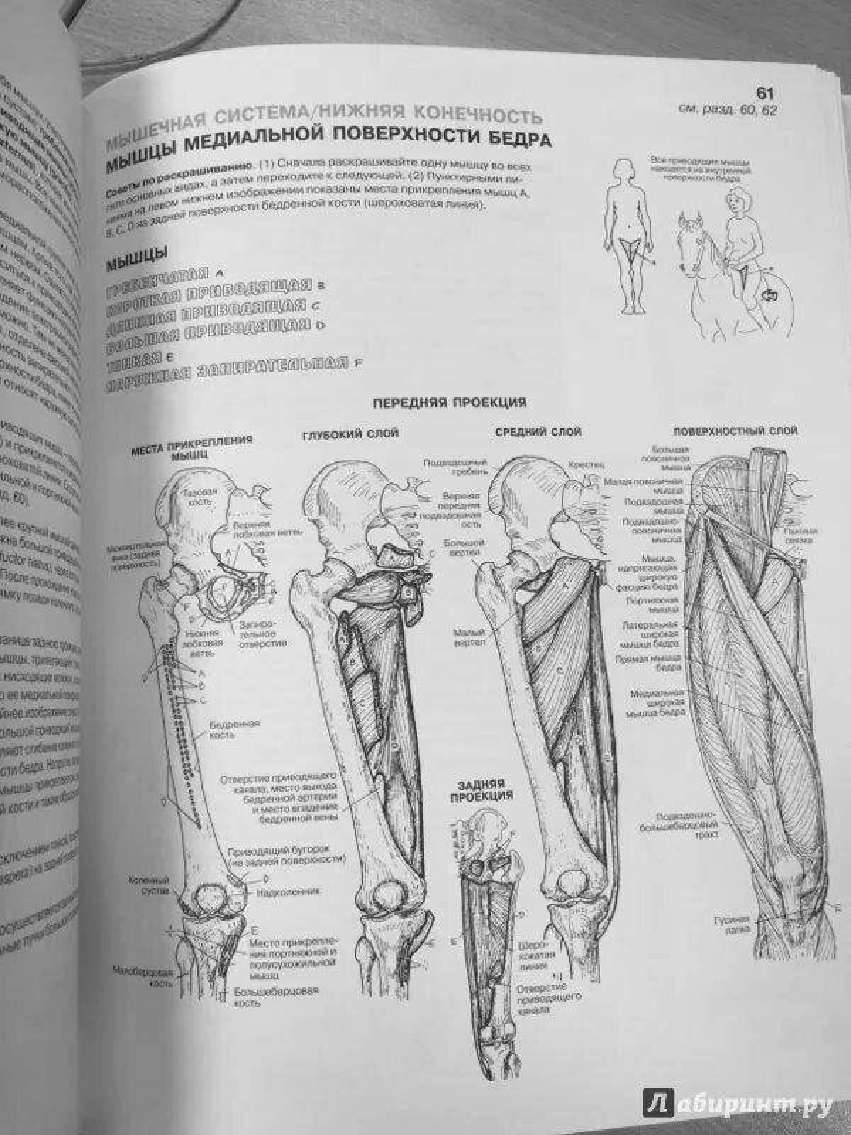 Grand coloring page атлас анатомии йоги
