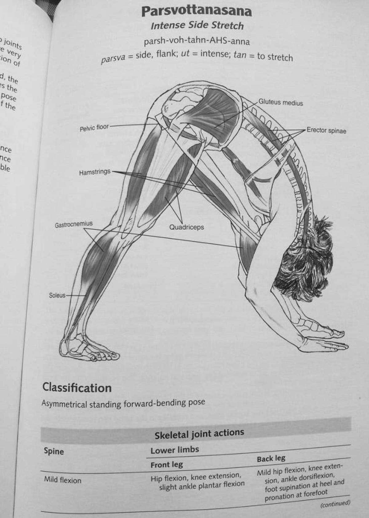 Впечатляющая раскраска атлас анатомии йоги