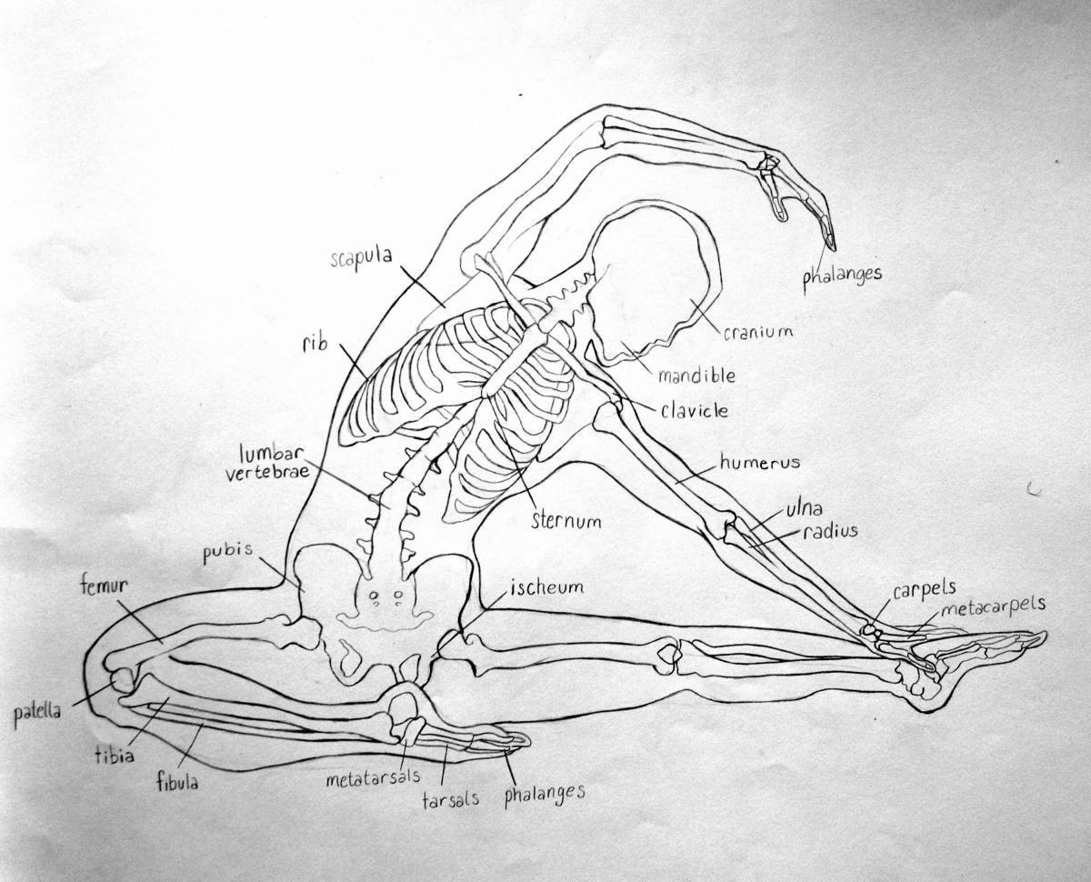Грандиозная раскраска атлас анатомии йоги