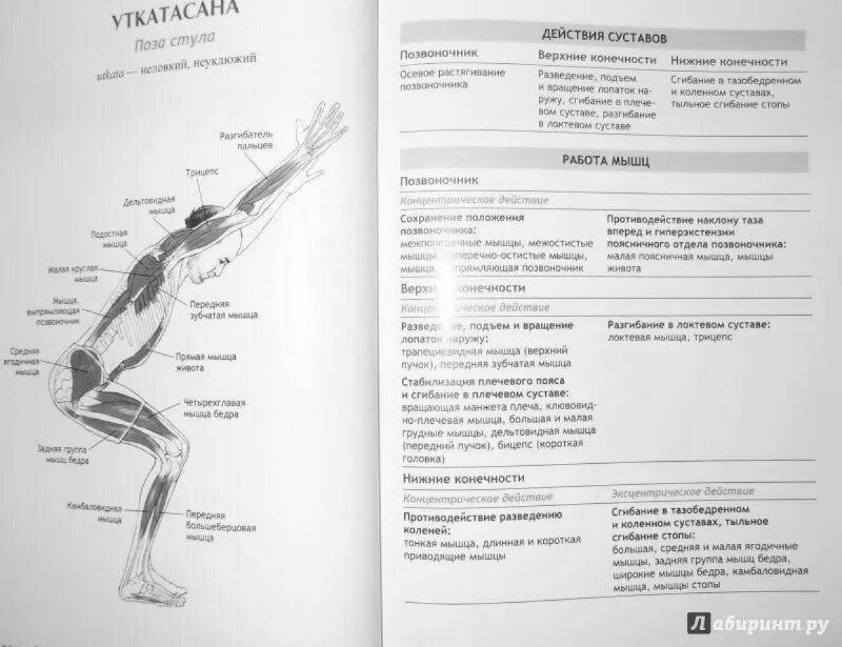 Amazing yoga anatomy atlas coloring book