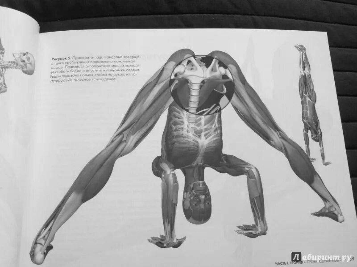Феноменальная раскраска атлас анатомии йоги