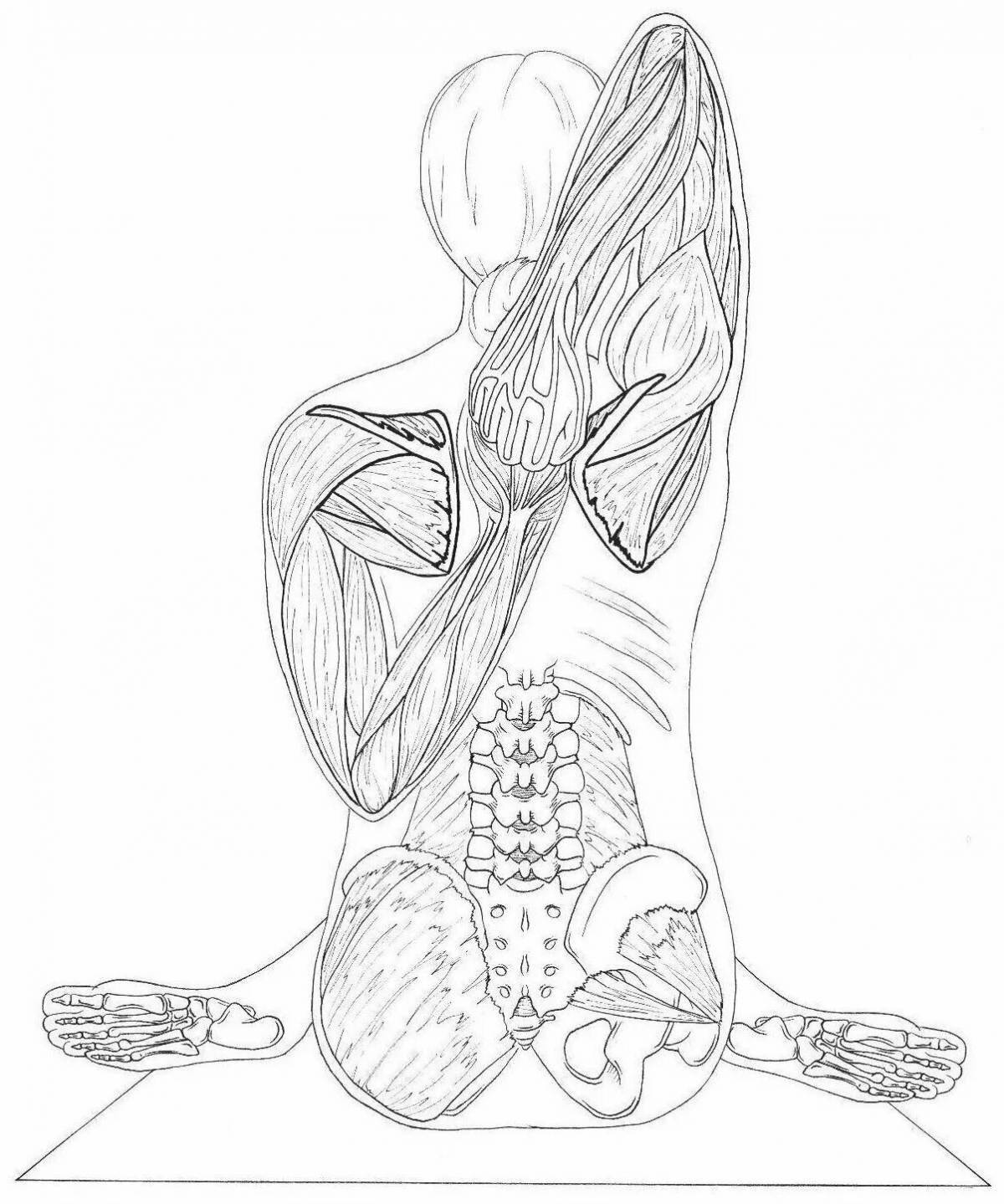 Yoga anatomy atlas #6