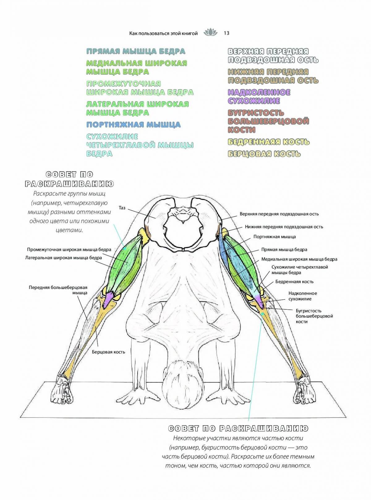 Анатомия йоги Келли Солоуэй