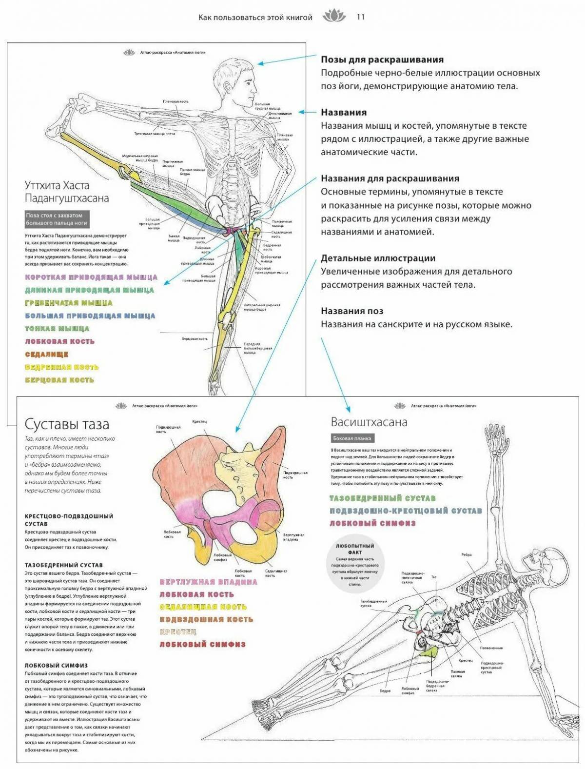 Yoga anatomy atlas #8