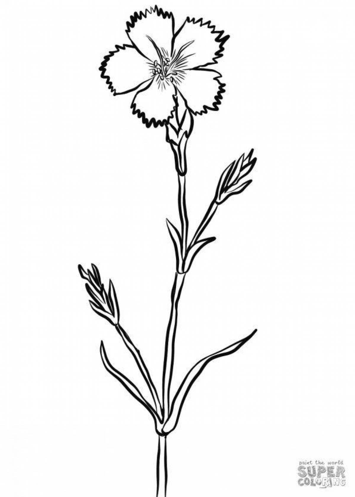 Гвоздики раскраска. Гвоздика травянка Полевая. Dianthus caryophyllus. Гвоздика армериевидная. Гвоздика травянка белая.