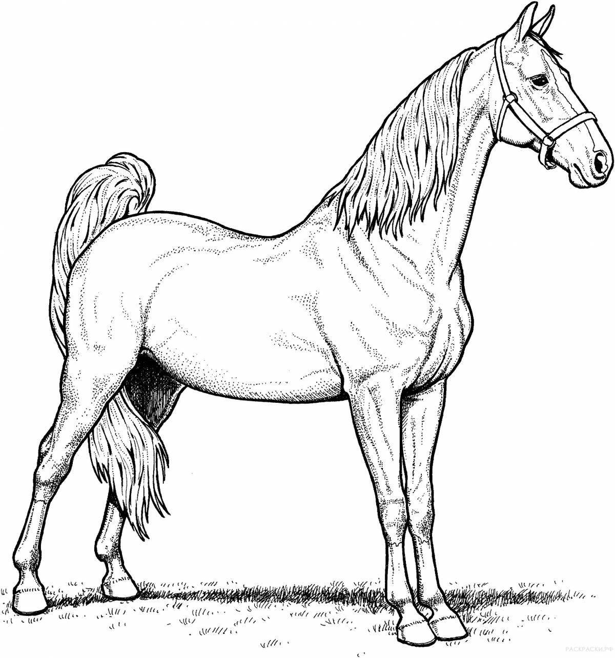 Exotic coloring horse drawing