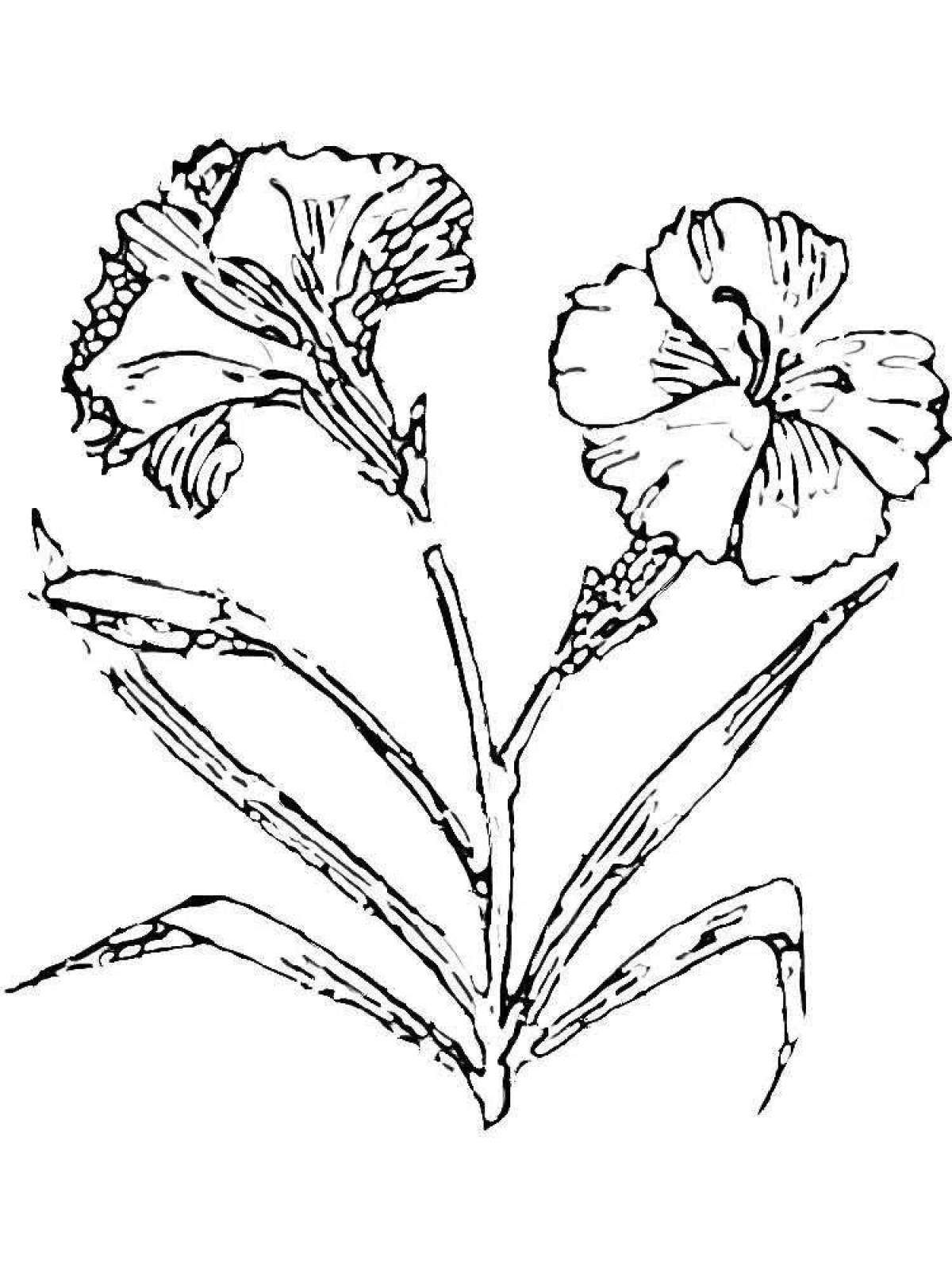 Joyful carnation flower coloring book