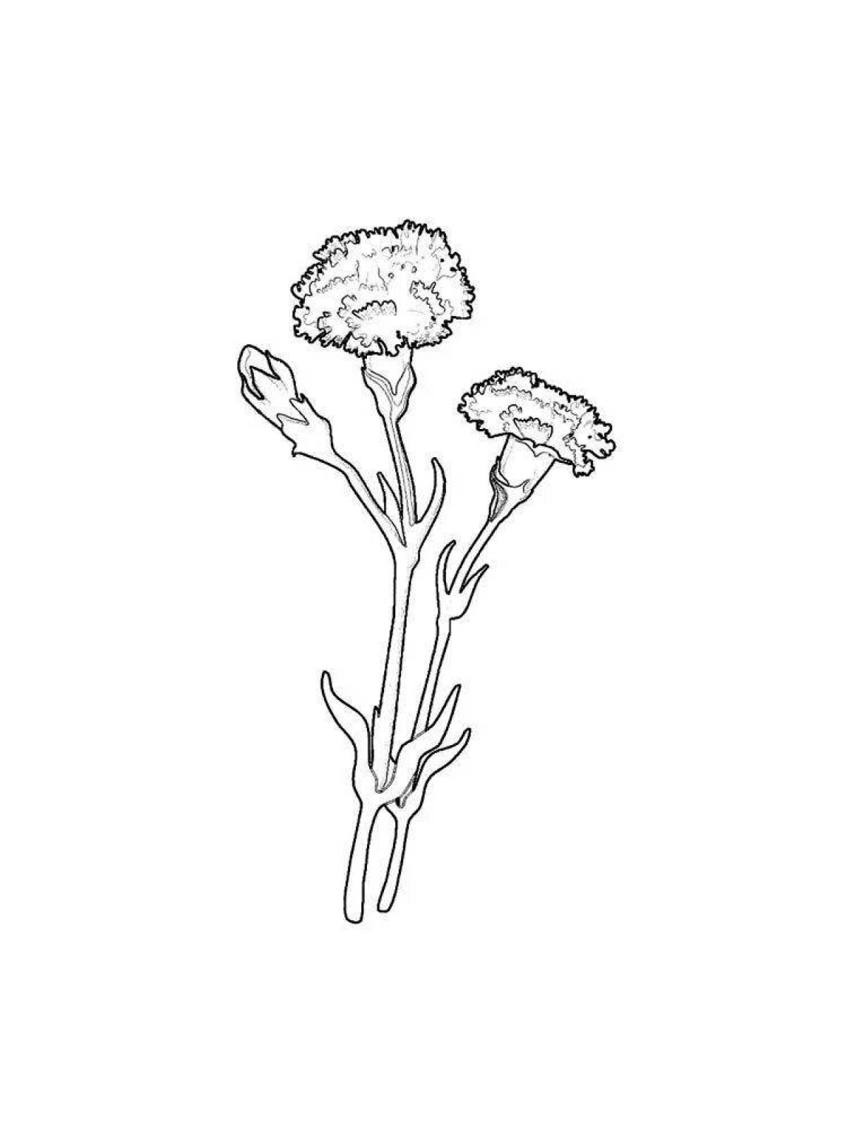 Blissful carnation flower coloring book