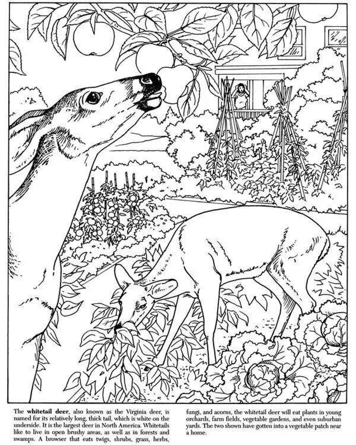 Coloring book idyllic nature and animals