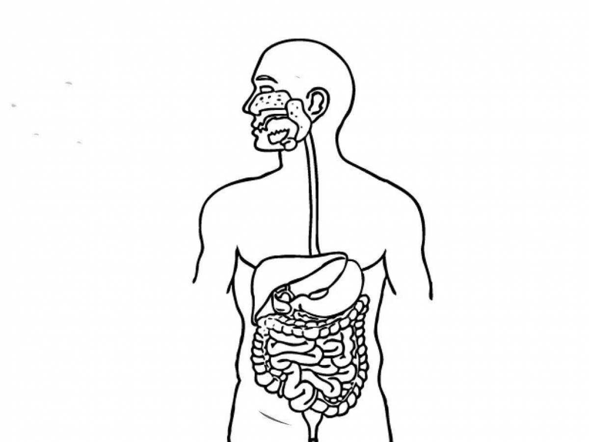 Пищеварительная система человека картинка для детей