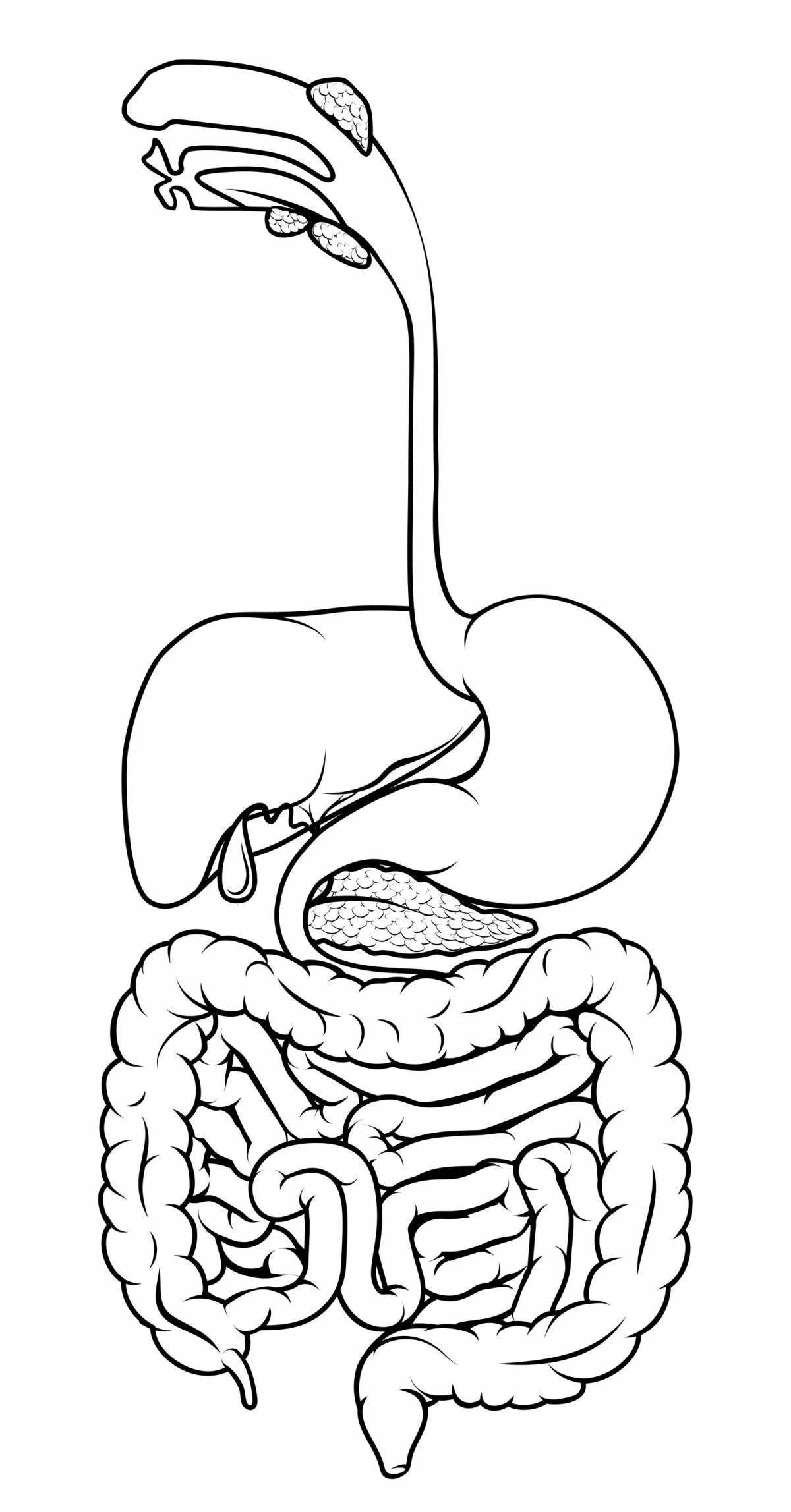 Строение пищеварительной системы человека схема без подписей