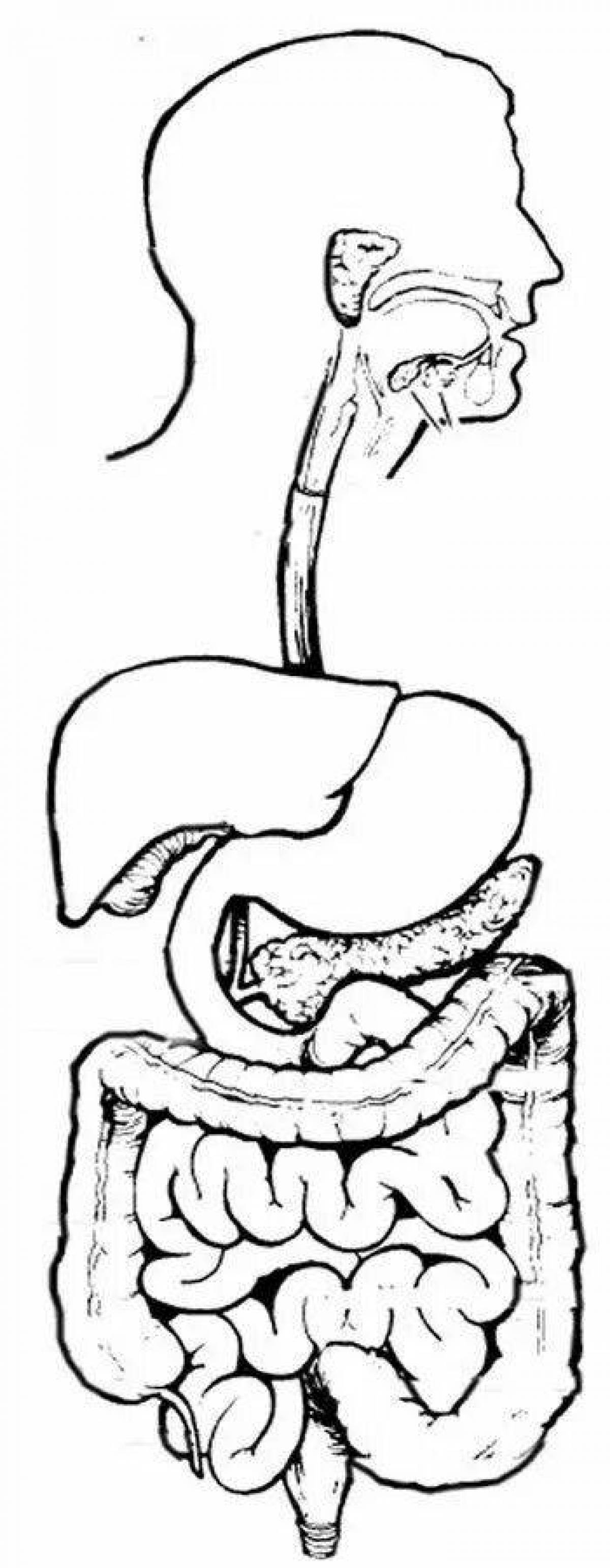 Рисунок пищеварительной. Пищеварительная система человека раскраска. Пищеварительная система человека без подписей анатомия. Строение пищеварительной системы человека раскраска. Пищеварение раскраска.
