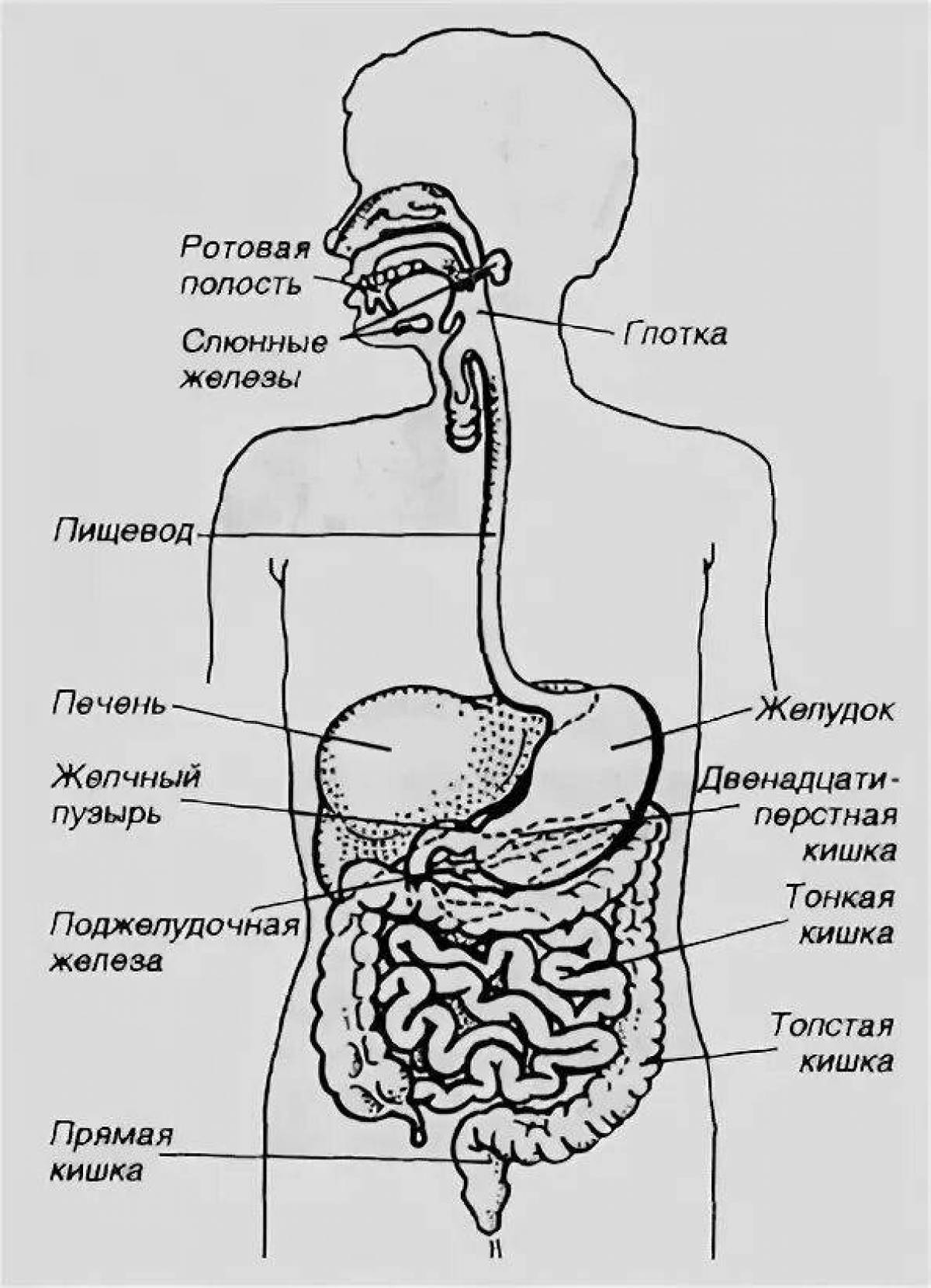 Система органов человека рисунок. Пищеварительная система человека схема с подписями. Пищеварительная система человека черно белый рисунок. Строение пищеварительной системы человека схема для детей. Схема пищеварительной системы человека рисунок с подписями.