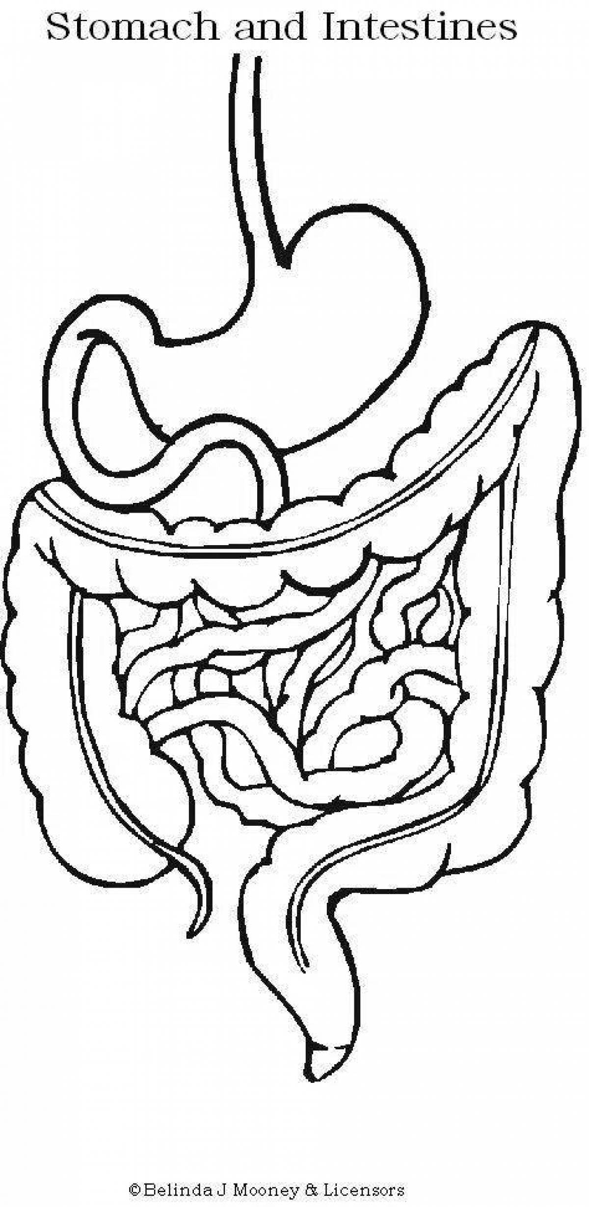 Рисунок пищеварительной. Пищеварение раскраска. Органы пищеварения раскраска для детей. Пищеварительная система раскраска. Трафарет органов пищеварения.