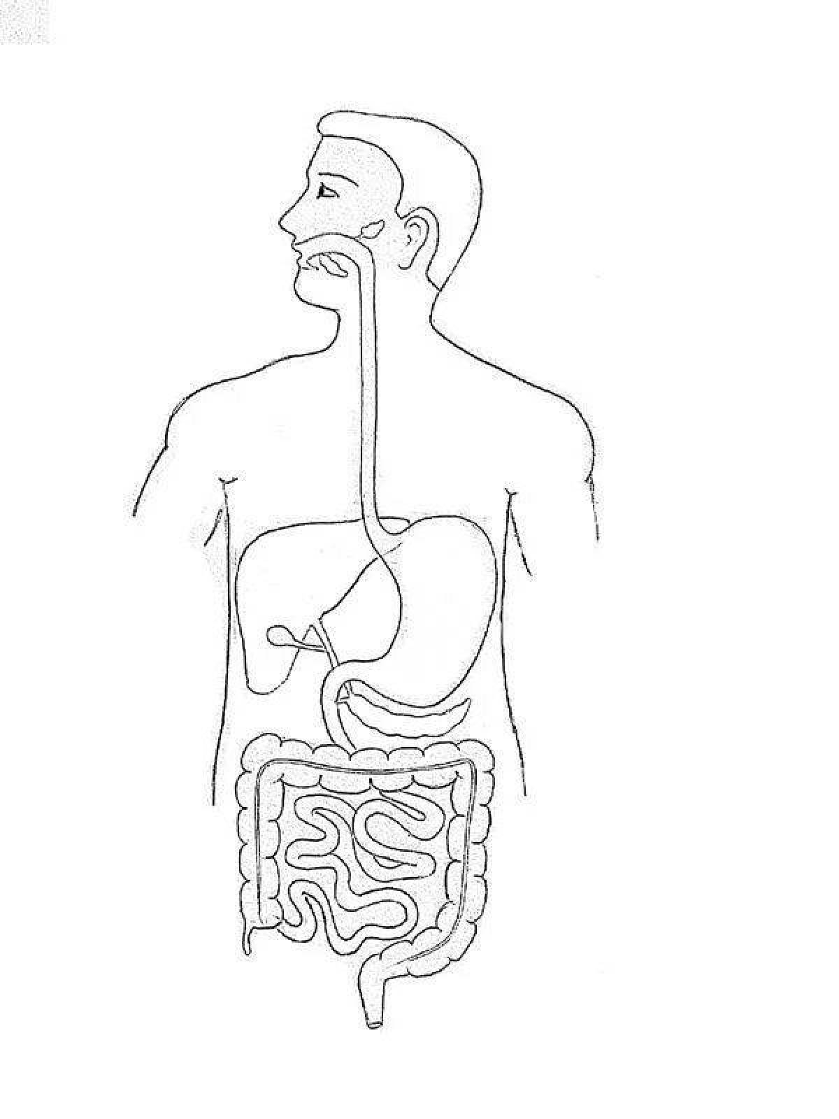 Пищеварительная система рисунок. Пищеварительная система человека нарисовать рисунок. Пищеварительная система человека черно белый рисунок. Пищеварительная система анатомия без подписей. Система органов пищеварения раскраска.