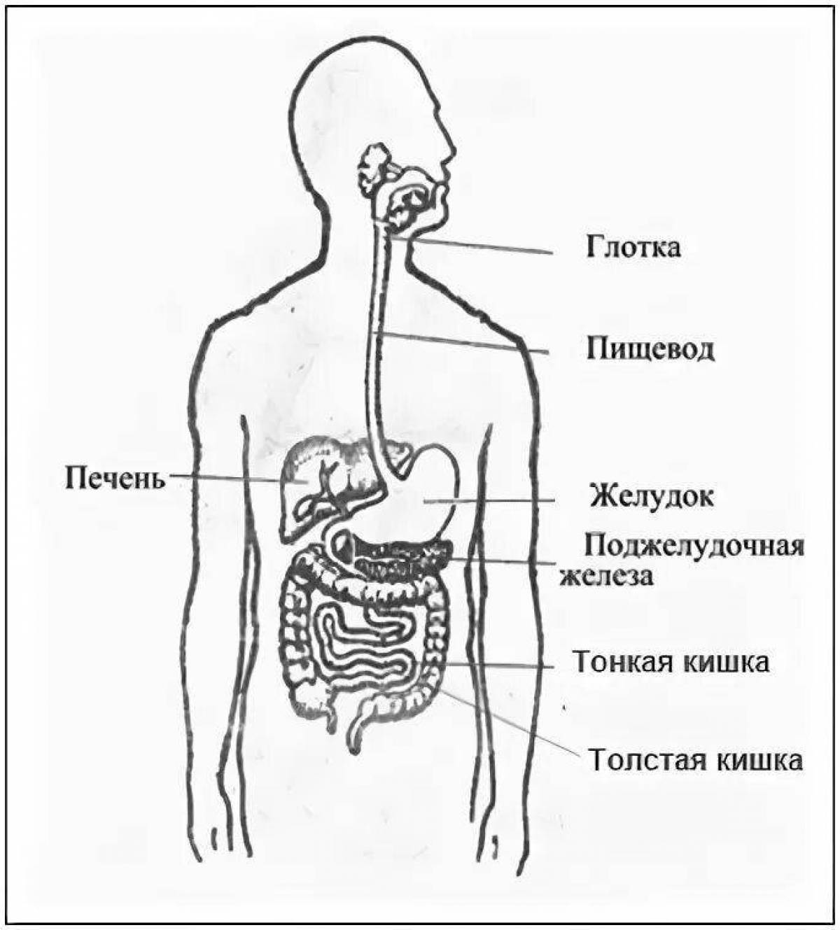 Схема пищеварительной системы человека рисунок