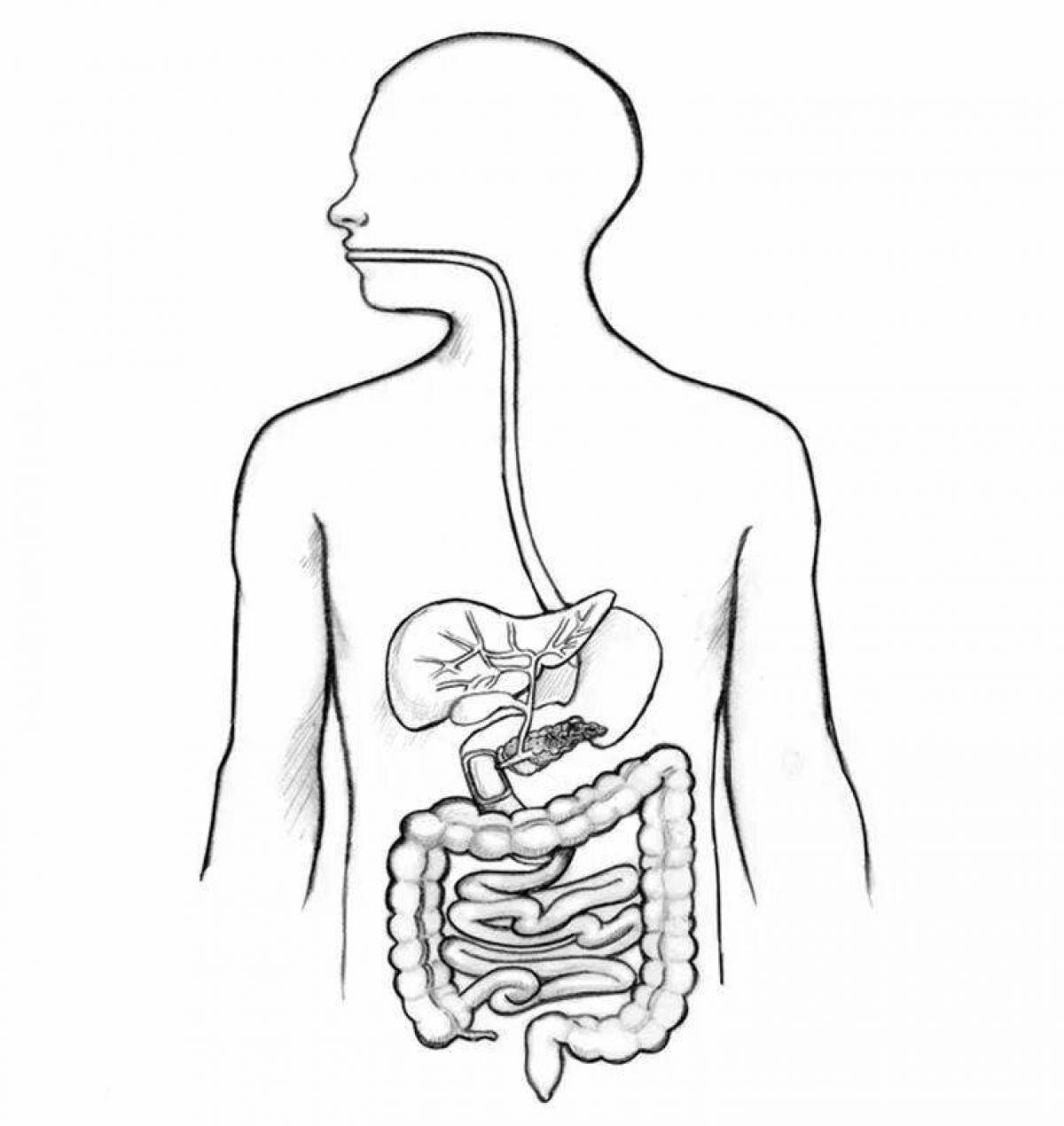 Пищеварительная система человека картинка для детей