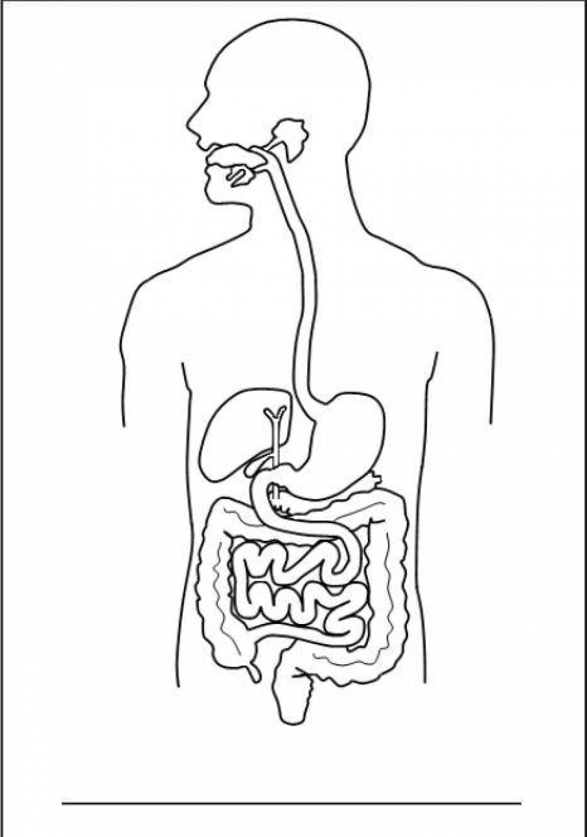 Рисунок пищеварительной