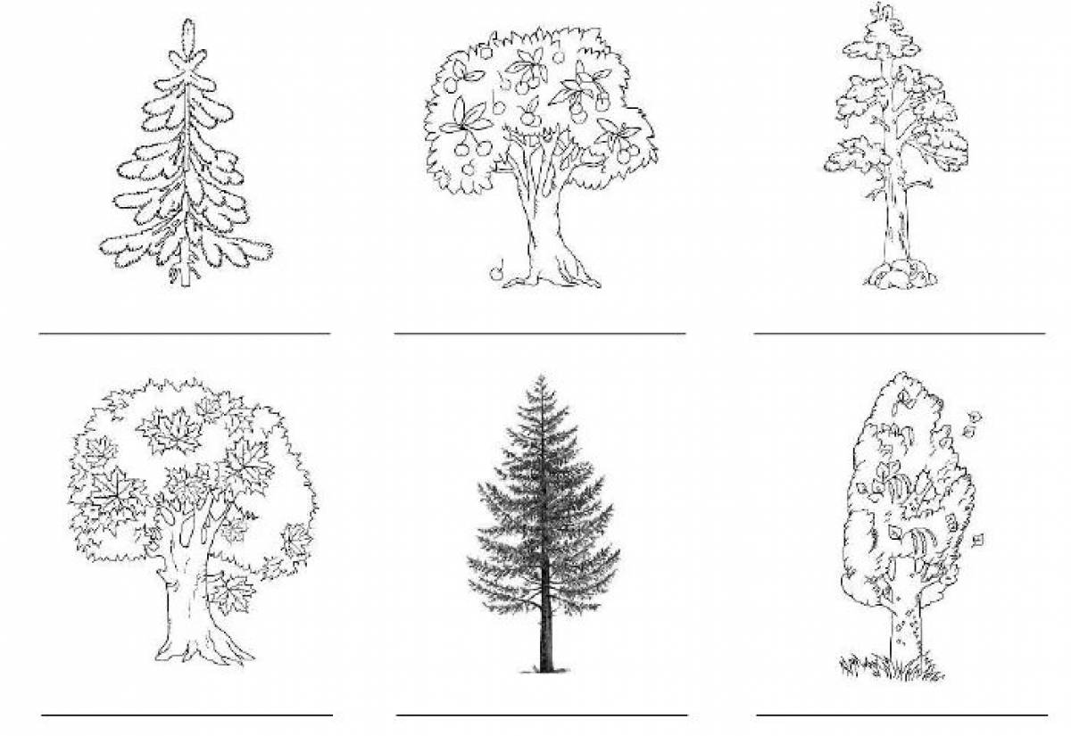 Деревья лиственные и хвойные для детей с названиями картинки