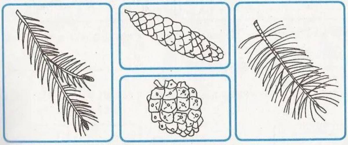 Хвоинки ели рисунок. Хвойные деревья задания. Хвойные деревья задания для детей. Хвойники раскраска. Лиственные и хвойные деревья задания для дошкольников.
