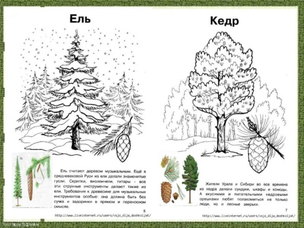 Как нарисовать кедровое дерево