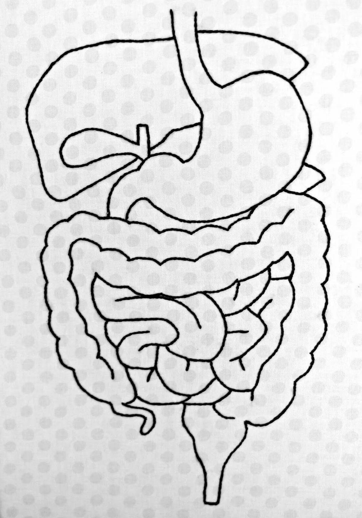 Detailed coloring of the human digestive system