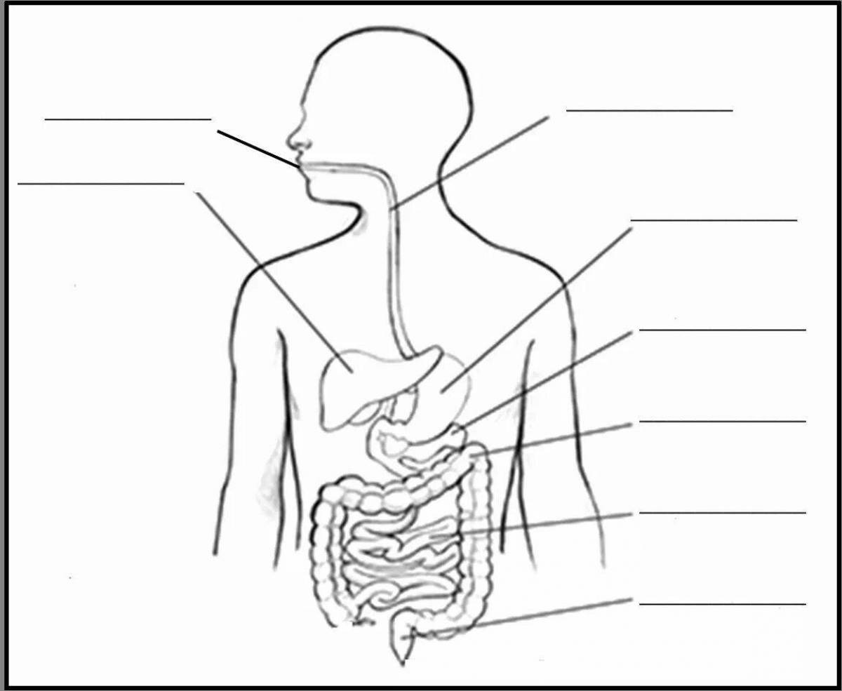 Иллюстративная раскраска пищеварительная система человека