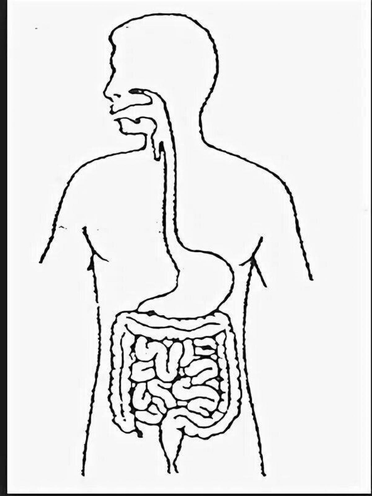 Human digestive system #2