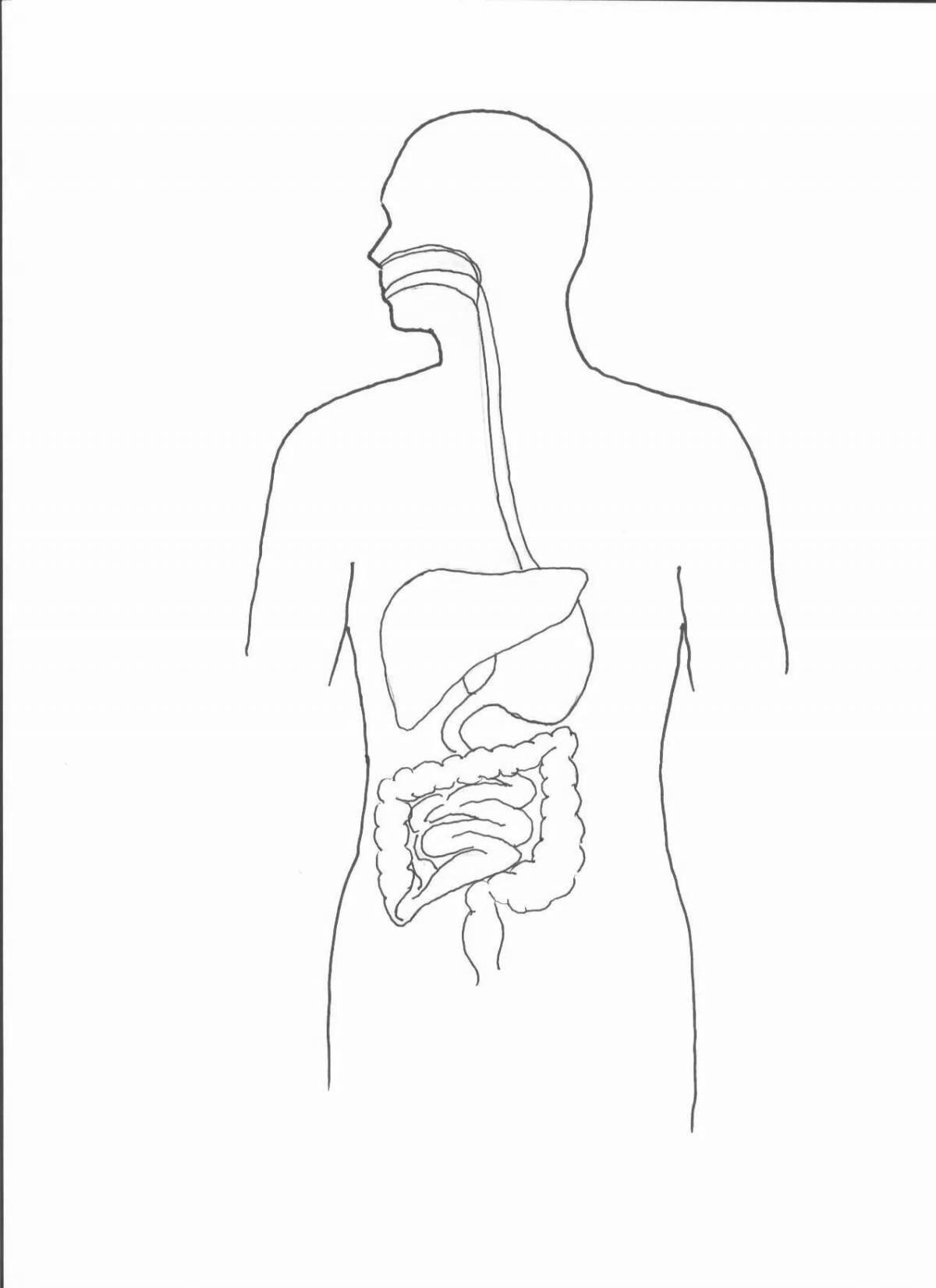 Human digestive system #3