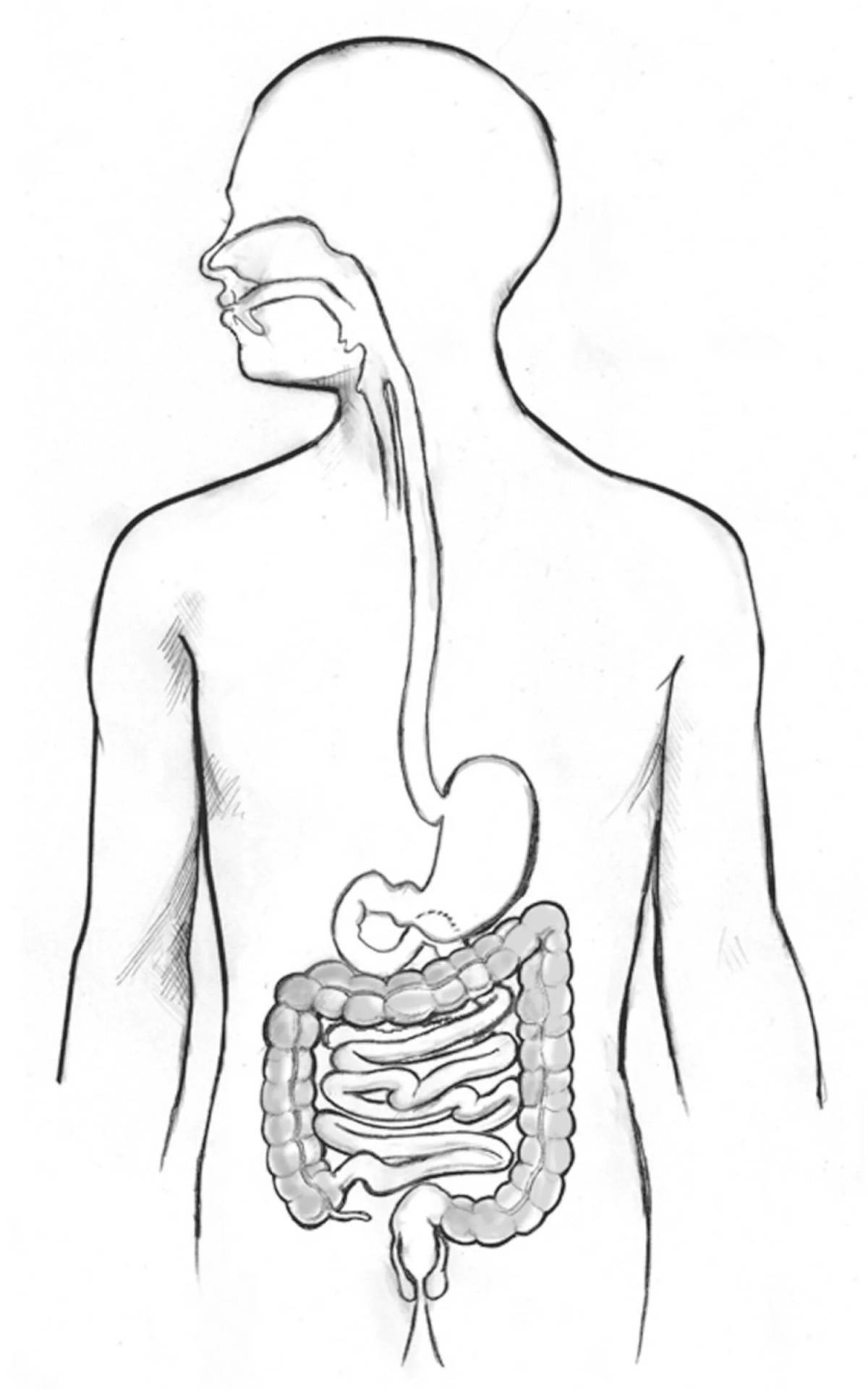 Human digestive system #4