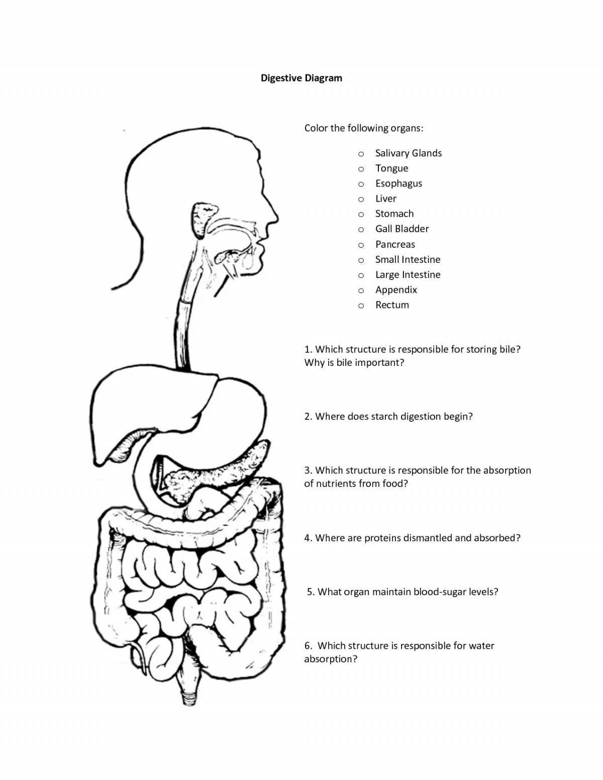 Human digestive system #7