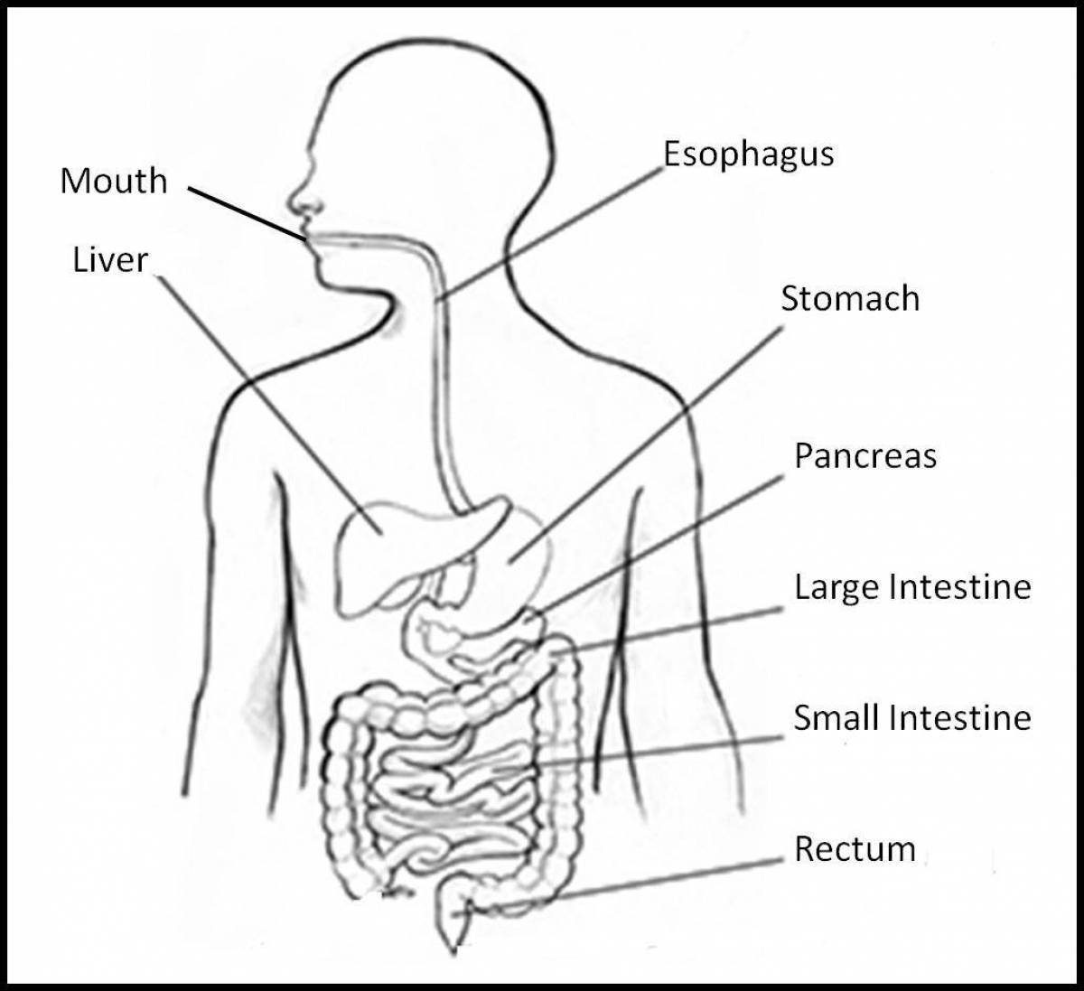 Human digestive system #9