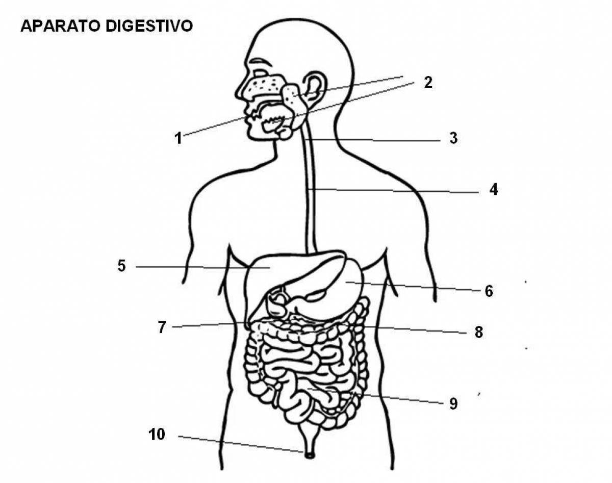 Human digestive system #10