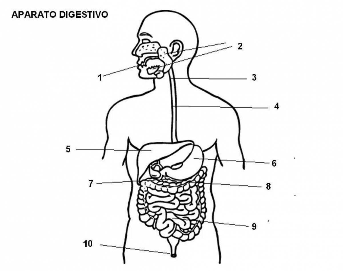 Органы пищеварения человека в картинках с названиями для дошкольников