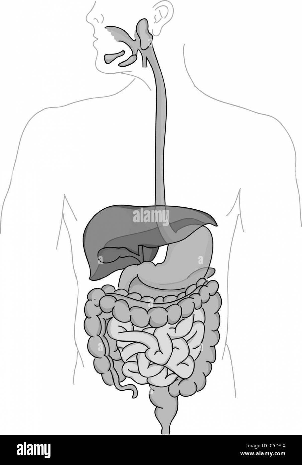 Human digestive system #12