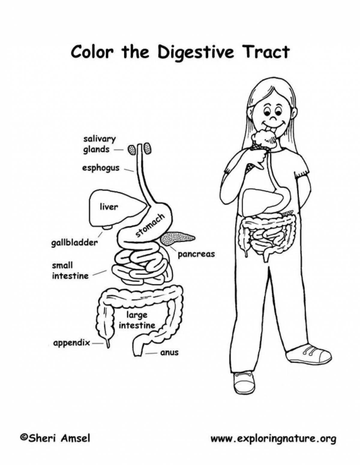 Human digestive system #14