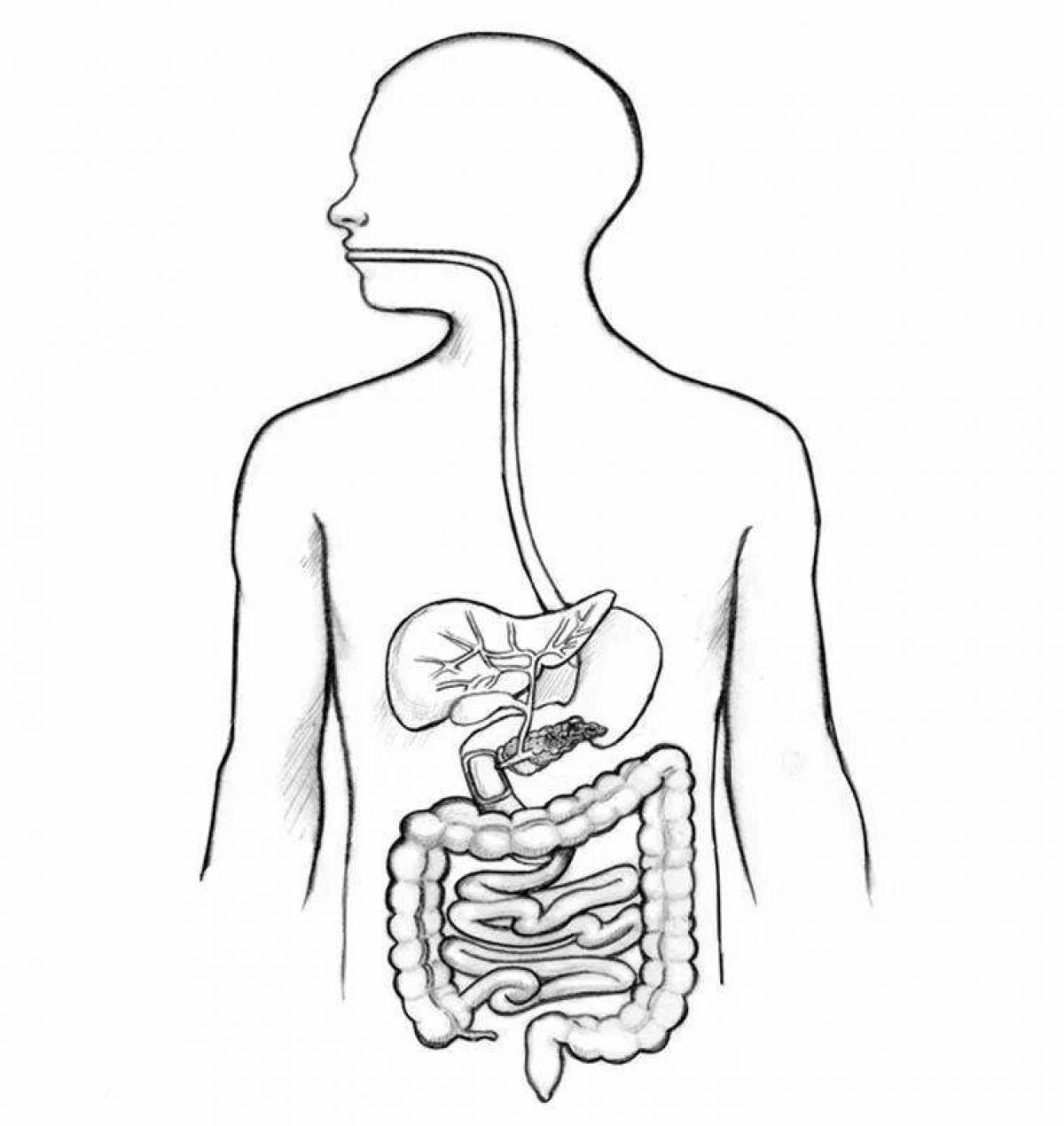 Human digestive system #16