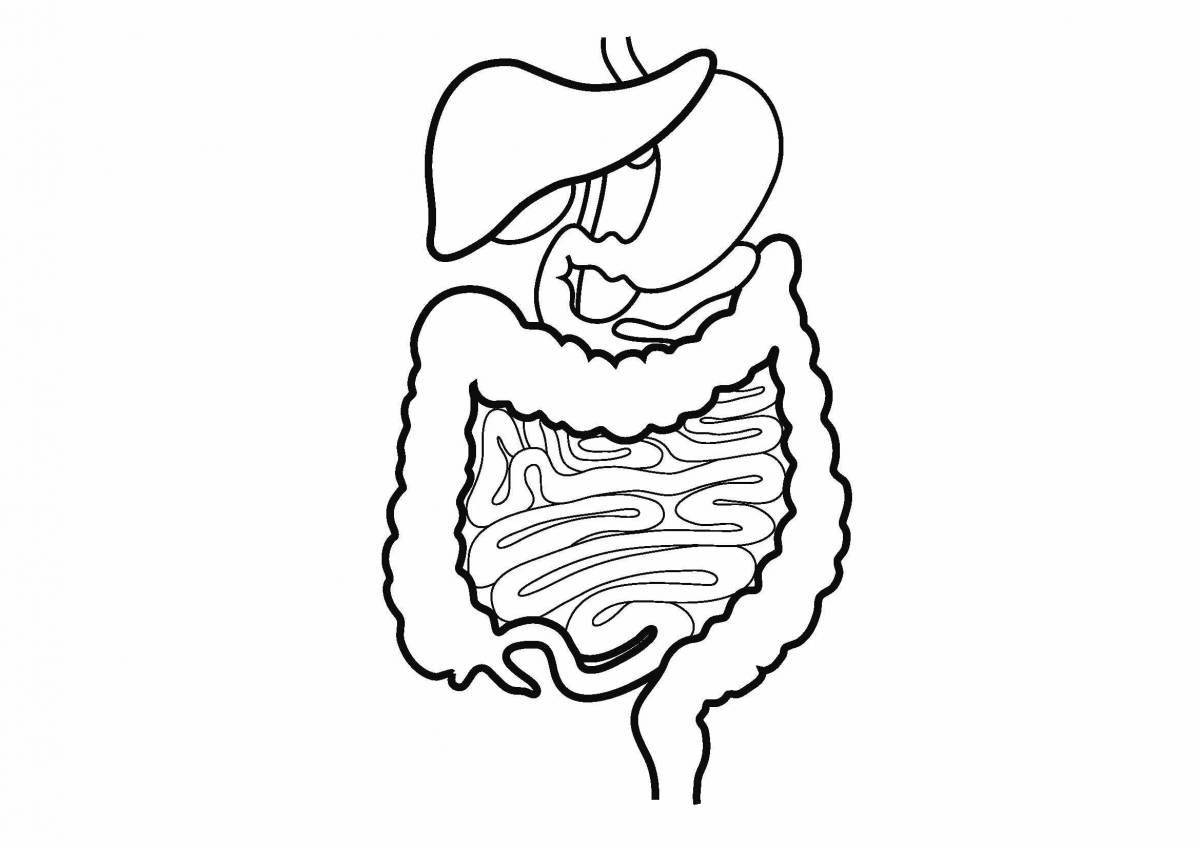 Human digestive system #18