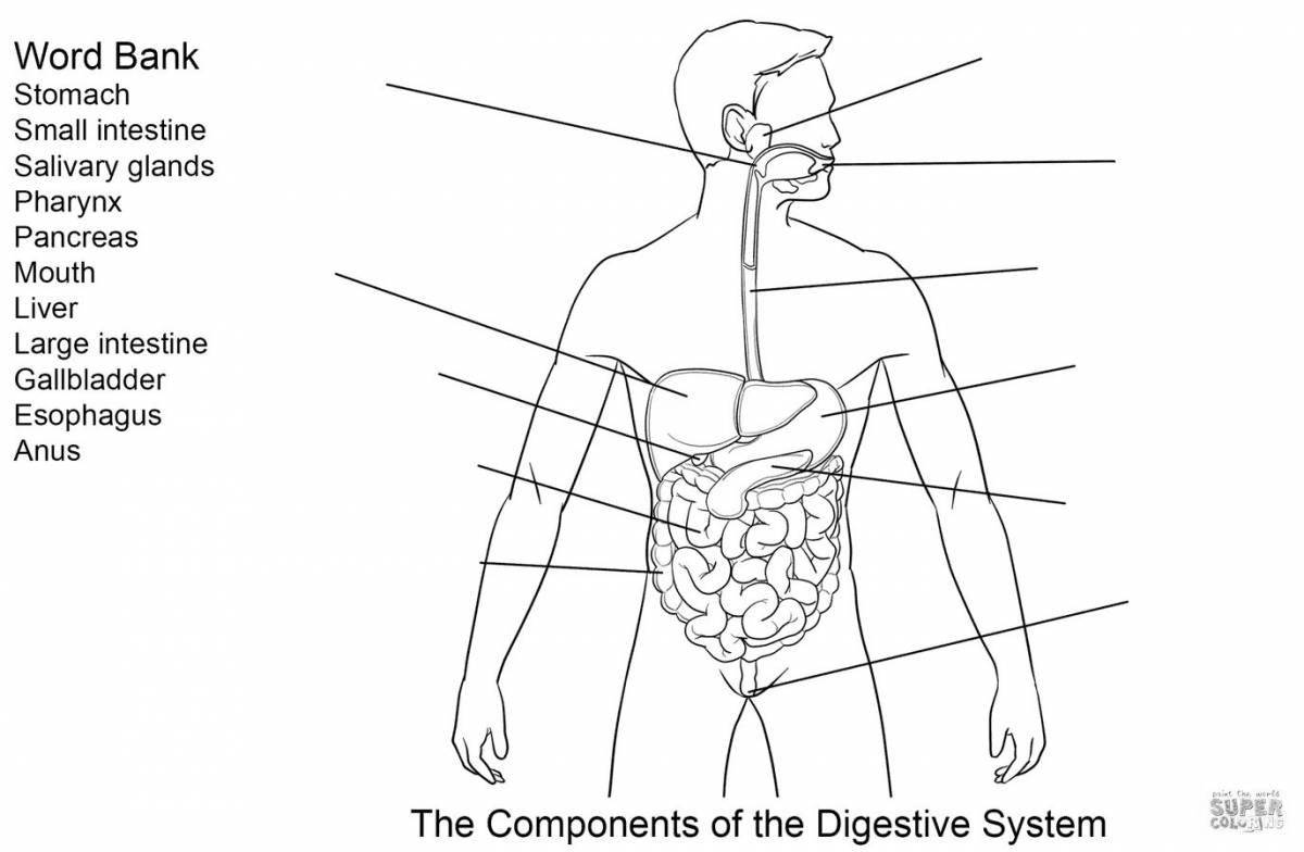 Human digestive system #20