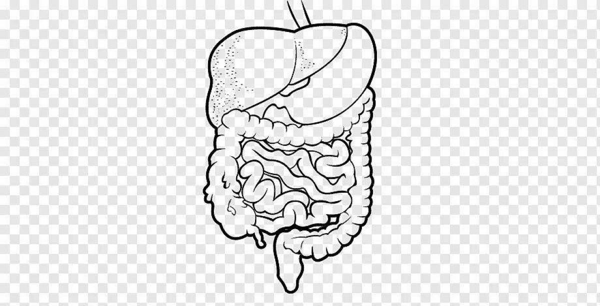 Human digestive system #21