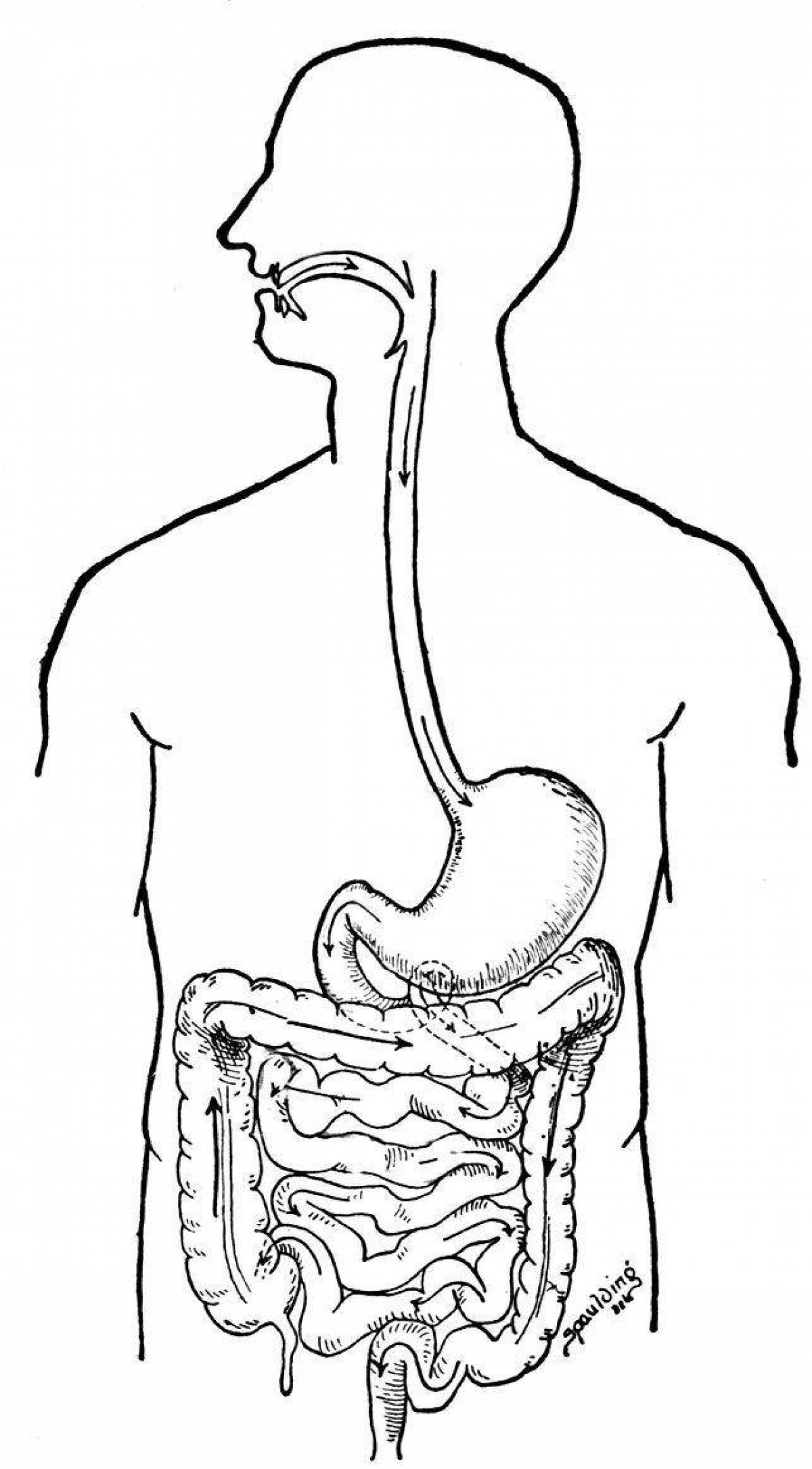 Human digestive system #27