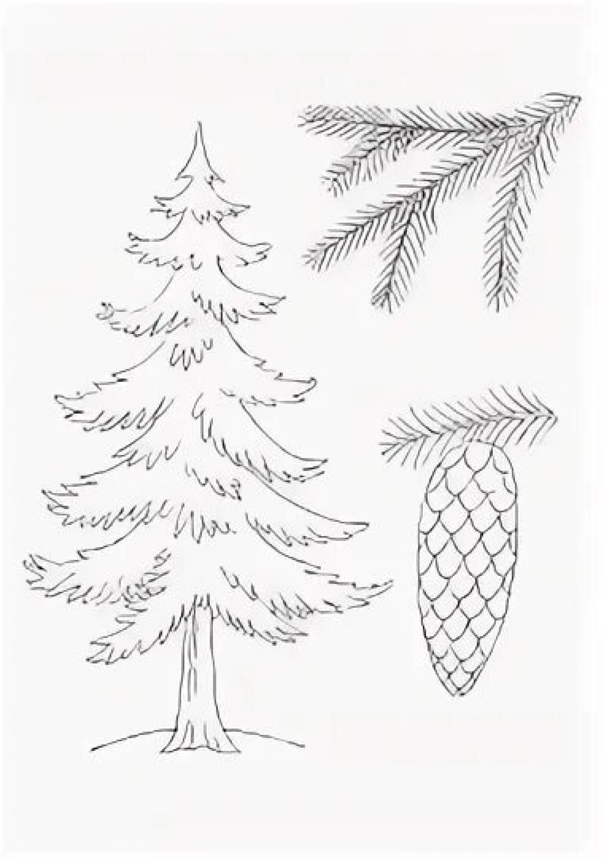 Great coloring coniferous trees